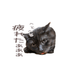 好きっちゃ ホロ兄（個別スタンプ：23）