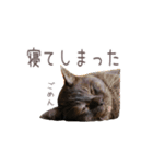 好きっちゃ ホロ兄（個別スタンプ：24）