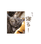 好きっちゃ ホロ兄（個別スタンプ：25）