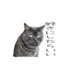 好きっちゃ ホロ兄（個別スタンプ：26）
