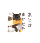 好きっちゃ ホロ兄（個別スタンプ：27）