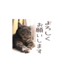 好きっちゃ ホロ兄（個別スタンプ：28）