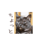 好きっちゃ ホロ兄（個別スタンプ：31）