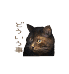 好きっちゃ ホロ兄（個別スタンプ：32）