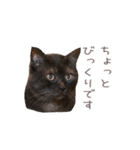 好きっちゃ ホロ兄（個別スタンプ：33）