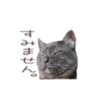 好きっちゃ ホロ兄（個別スタンプ：34）