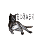 好きっちゃ ホロ兄（個別スタンプ：35）