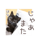 好きっちゃ ホロ兄（個別スタンプ：37）