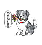 ボーダーコリー (ブルーマール)（個別スタンプ：1）
