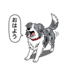 ボーダーコリー (ブルーマール)（個別スタンプ：2）