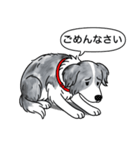 ボーダーコリー (ブルーマール)（個別スタンプ：3）