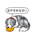 ボーダーコリー (ブルーマール)（個別スタンプ：4）