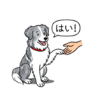 ボーダーコリー (ブルーマール)（個別スタンプ：6）