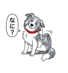 ボーダーコリー (ブルーマール)（個別スタンプ：8）