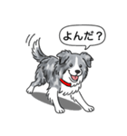 ボーダーコリー (ブルーマール)（個別スタンプ：9）