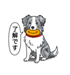 ボーダーコリー (ブルーマール)（個別スタンプ：10）
