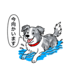 ボーダーコリー (ブルーマール)（個別スタンプ：14）