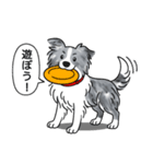 ボーダーコリー (ブルーマール)（個別スタンプ：15）