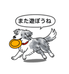 ボーダーコリー (ブルーマール)（個別スタンプ：17）