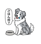 ボーダーコリー (ブルーマール)（個別スタンプ：20）