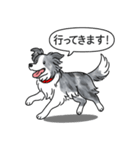 ボーダーコリー (ブルーマール)（個別スタンプ：24）