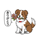 ボーダーコリー(チョコレート＆ホワイト)（個別スタンプ：1）