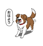 ボーダーコリー(チョコレート＆ホワイト)（個別スタンプ：2）