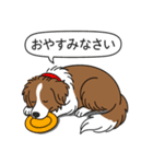 ボーダーコリー(チョコレート＆ホワイト)（個別スタンプ：4）