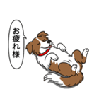 ボーダーコリー(チョコレート＆ホワイト)（個別スタンプ：5）