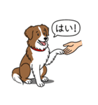 ボーダーコリー(チョコレート＆ホワイト)（個別スタンプ：6）