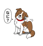 ボーダーコリー(チョコレート＆ホワイト)（個別スタンプ：8）