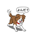 ボーダーコリー(チョコレート＆ホワイト)（個別スタンプ：9）
