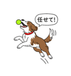 ボーダーコリー(チョコレート＆ホワイト)（個別スタンプ：12）