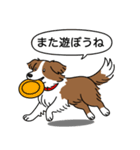 ボーダーコリー(チョコレート＆ホワイト)（個別スタンプ：17）
