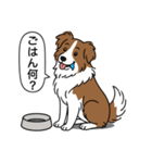 ボーダーコリー(チョコレート＆ホワイト)（個別スタンプ：20）