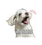 表情豊かなマルチーズの日常会話スタンプ（個別スタンプ：1）