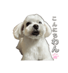 表情豊かなマルチーズの日常会話スタンプ（個別スタンプ：3）