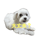 表情豊かなマルチーズの日常会話スタンプ（個別スタンプ：4）