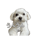 表情豊かなマルチーズの日常会話スタンプ（個別スタンプ：8）