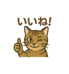 やさしいトラねこスタンプ（個別スタンプ：1）