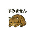 やさしいトラねこスタンプ（個別スタンプ：3）