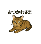 やさしいトラねこスタンプ（個別スタンプ：5）