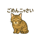 やさしいトラねこスタンプ（個別スタンプ：12）