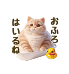 毎日使える！まんまる猫の日常スタンプ（個別スタンプ：24）