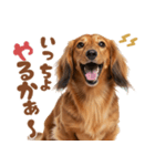 いつでも使えるミニチュアダックスフンド（個別スタンプ：4）