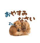 いつでも使えるミニチュアダックスフンド（個別スタンプ：7）