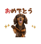 いつでも使えるミニチュアダックスフンド（個別スタンプ：19）