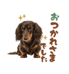 いつでも使えるミニチュアダックスフンド（個別スタンプ：36）