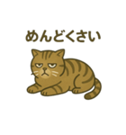 無表情な、丸顔の茶トラの日常（個別スタンプ：6）