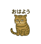 無表情な、丸顔の茶トラの日常（個別スタンプ：14）